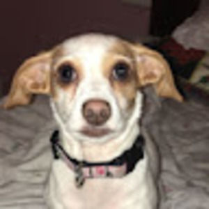 Meet your Posher, Maya